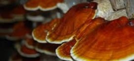 micoterapia funghi curativi