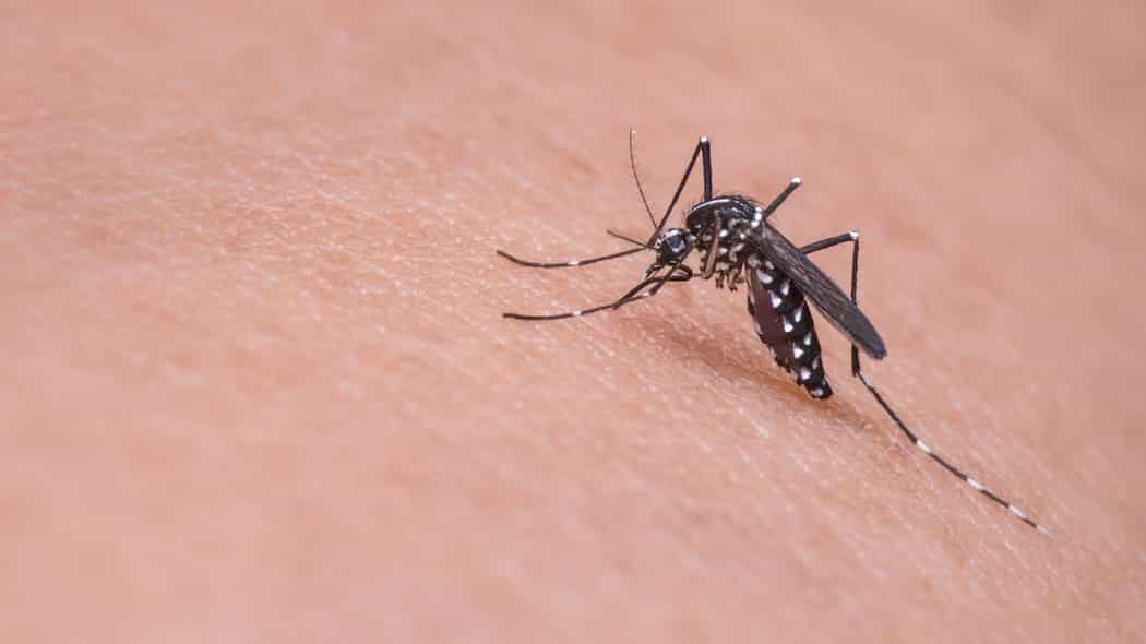 Rimedi naturali alle punture di zanzara
